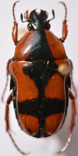 Coptomia crucigera